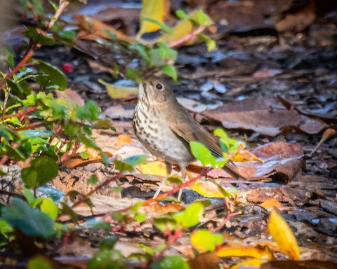 Hermit Thrush - James Kendall