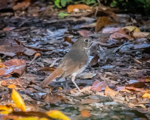 Hermit Thrush - James Kendall