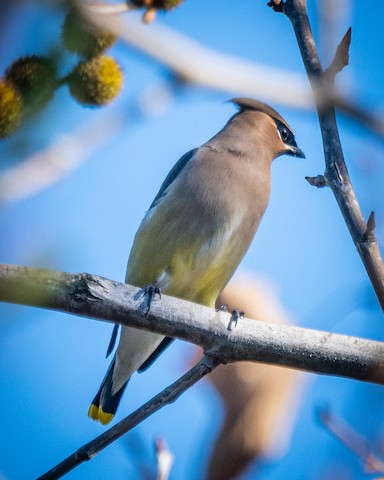 Cedar Waxwing - James Kendall