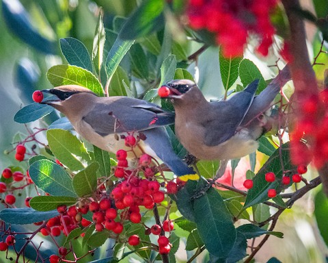 Cedar Waxwing - James Kendall