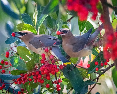 Cedar Waxwing - James Kendall