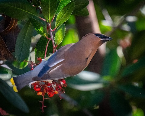 Cedar Waxwing - James Kendall