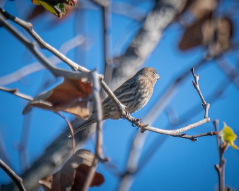 House Finch - James Kendall