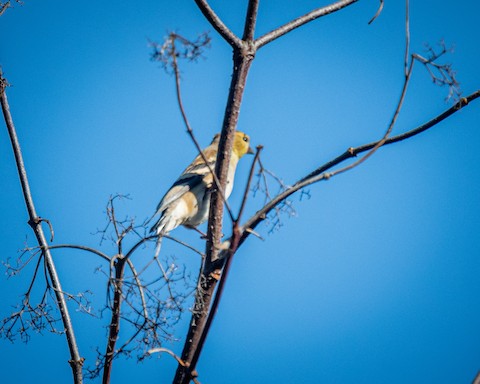 American Goldfinch - James Kendall