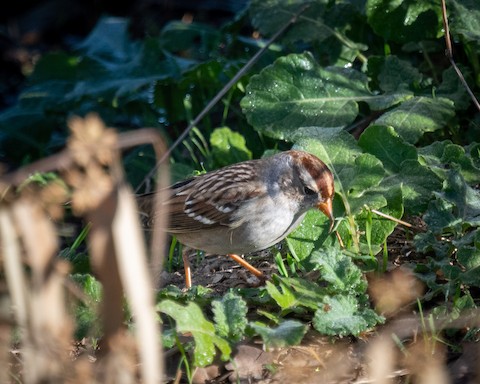 White-crowned Sparrow - James Kendall