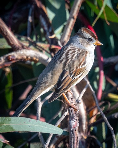 White-crowned Sparrow - James Kendall