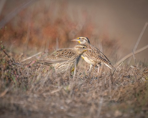 Western Meadowlark - James Kendall