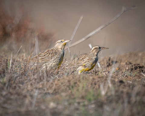 Western Meadowlark - James Kendall