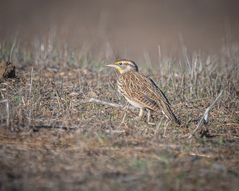 Western Meadowlark - James Kendall