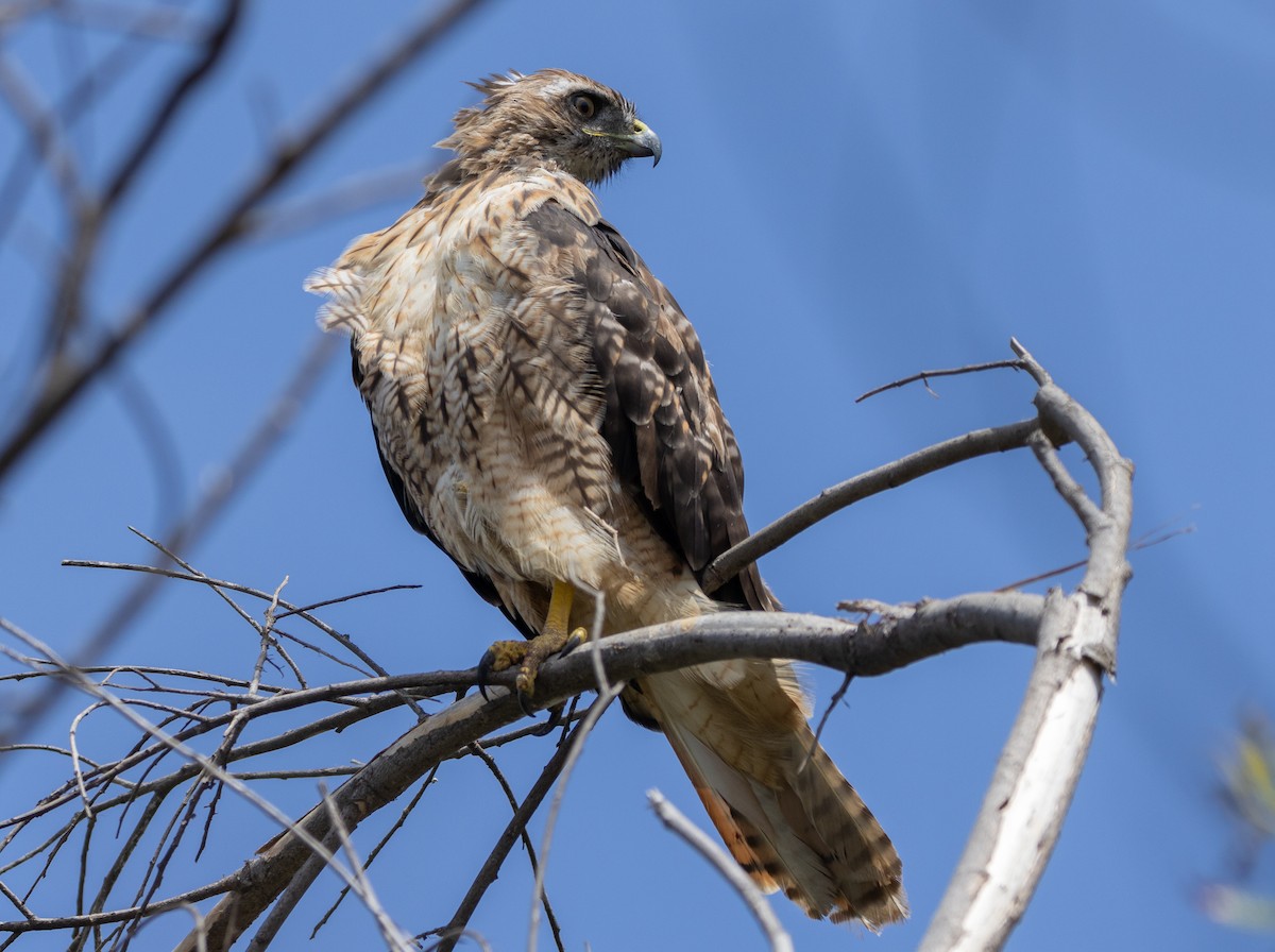 Red-tailed Hawk (calurus/alascensis) - ML507676511