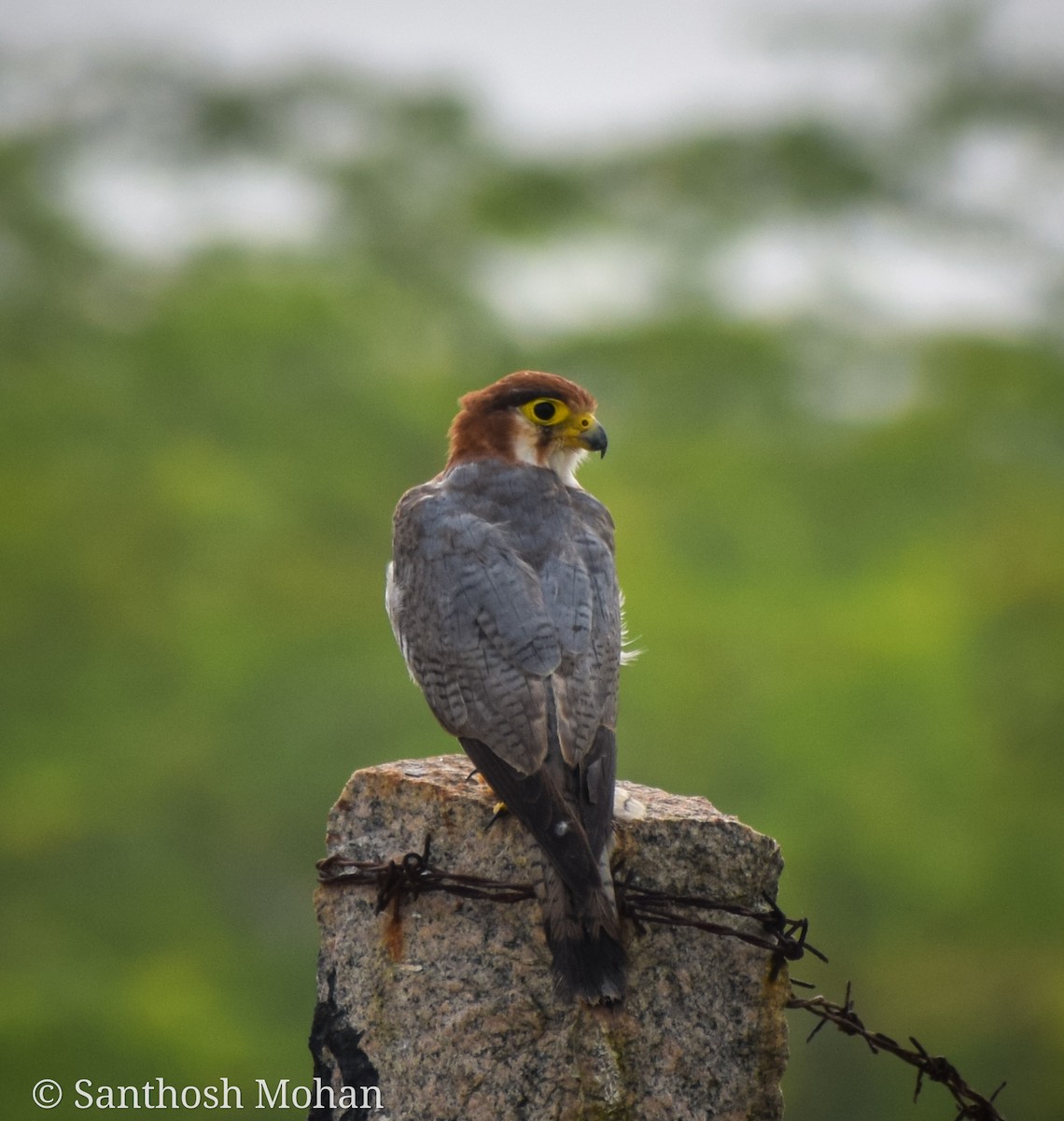 Red-necked Falcon - ML507676751