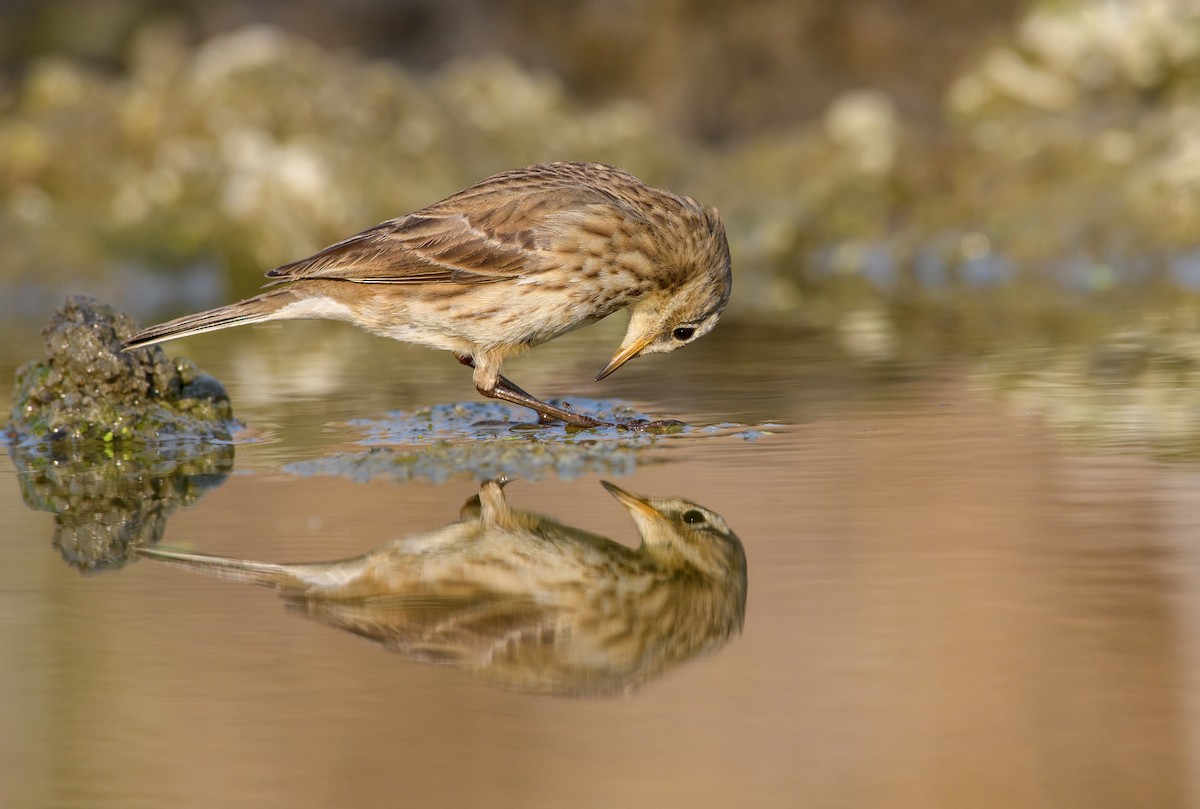 Water Pipit - ML507680801