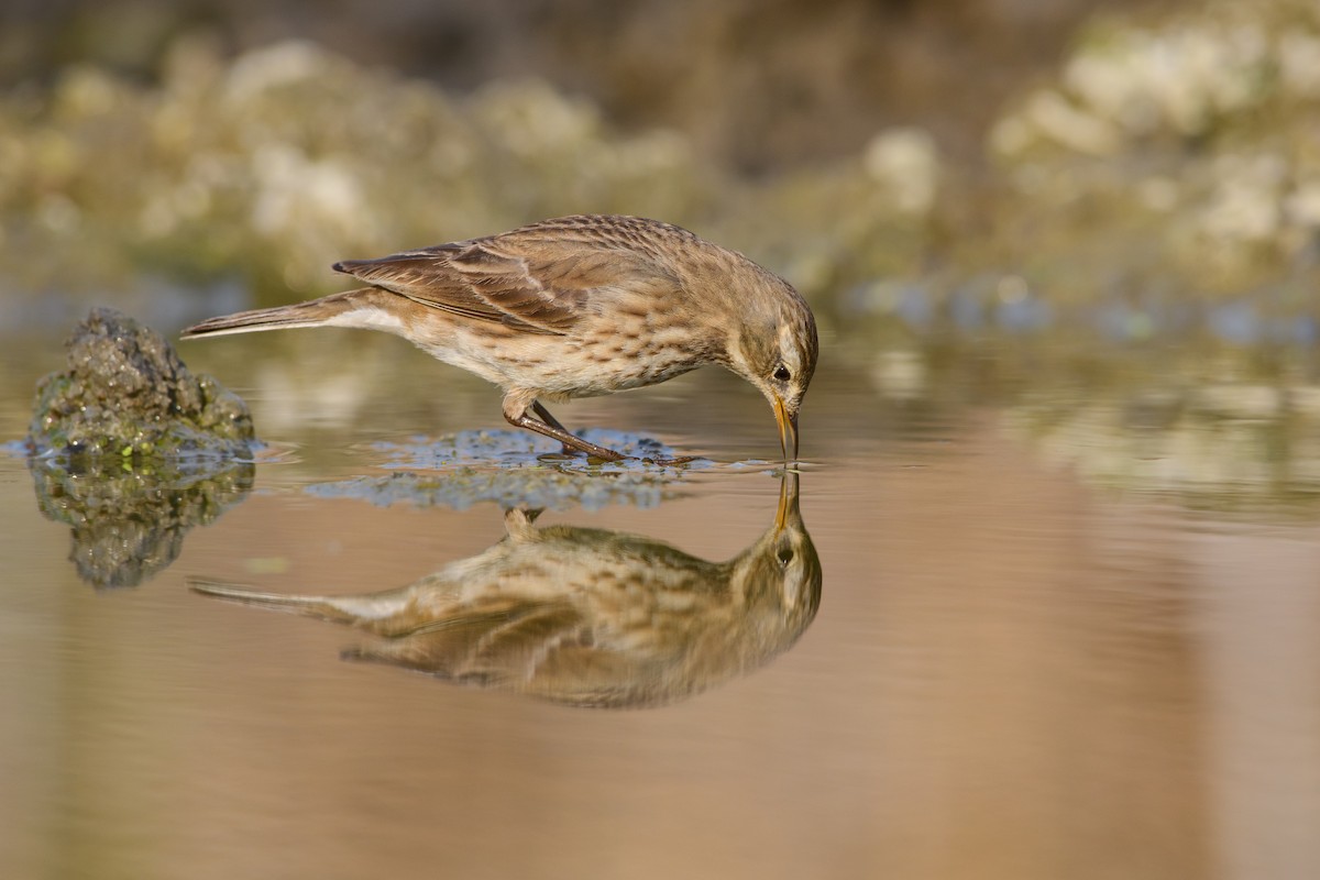 Water Pipit - ML507680831