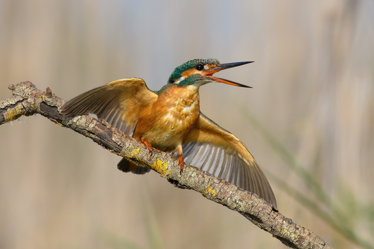 Common Kingfisher - Eren Aksoylu