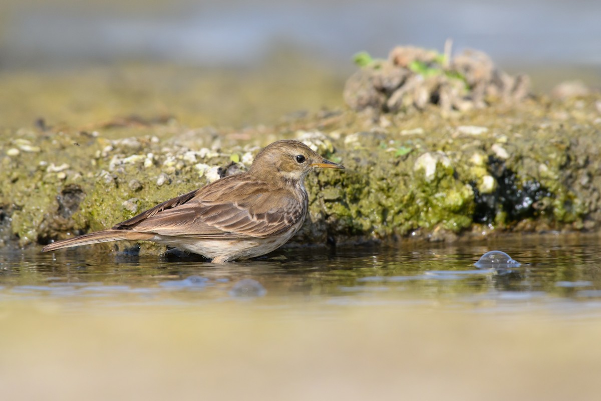 Water Pipit - ML507681441