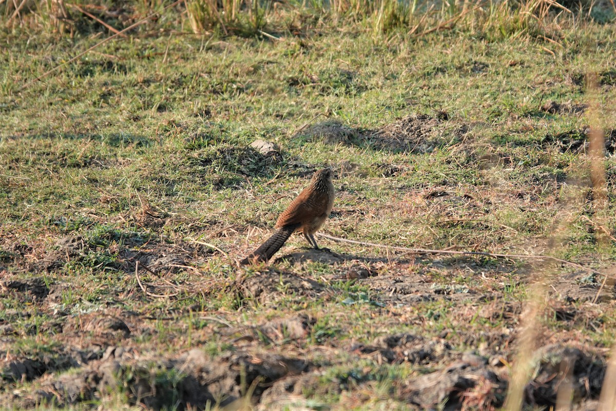 White-browed Coucal - ML507682841