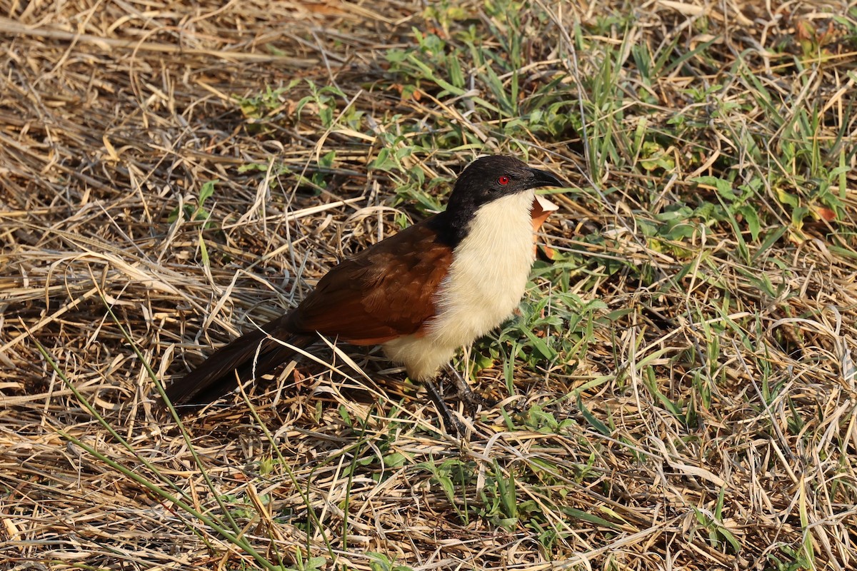 Coppery-tailed Coucal - Chris Wiley