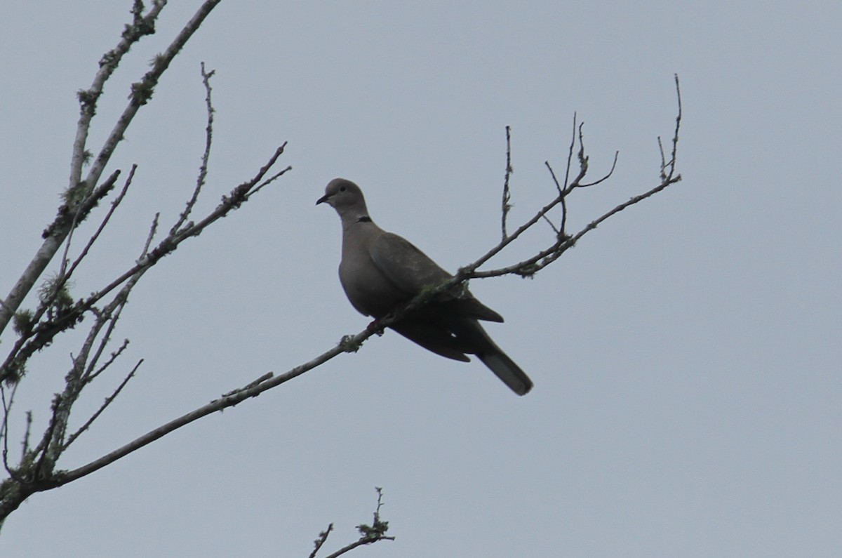 Eurasian Collared-Dove - ML50768901