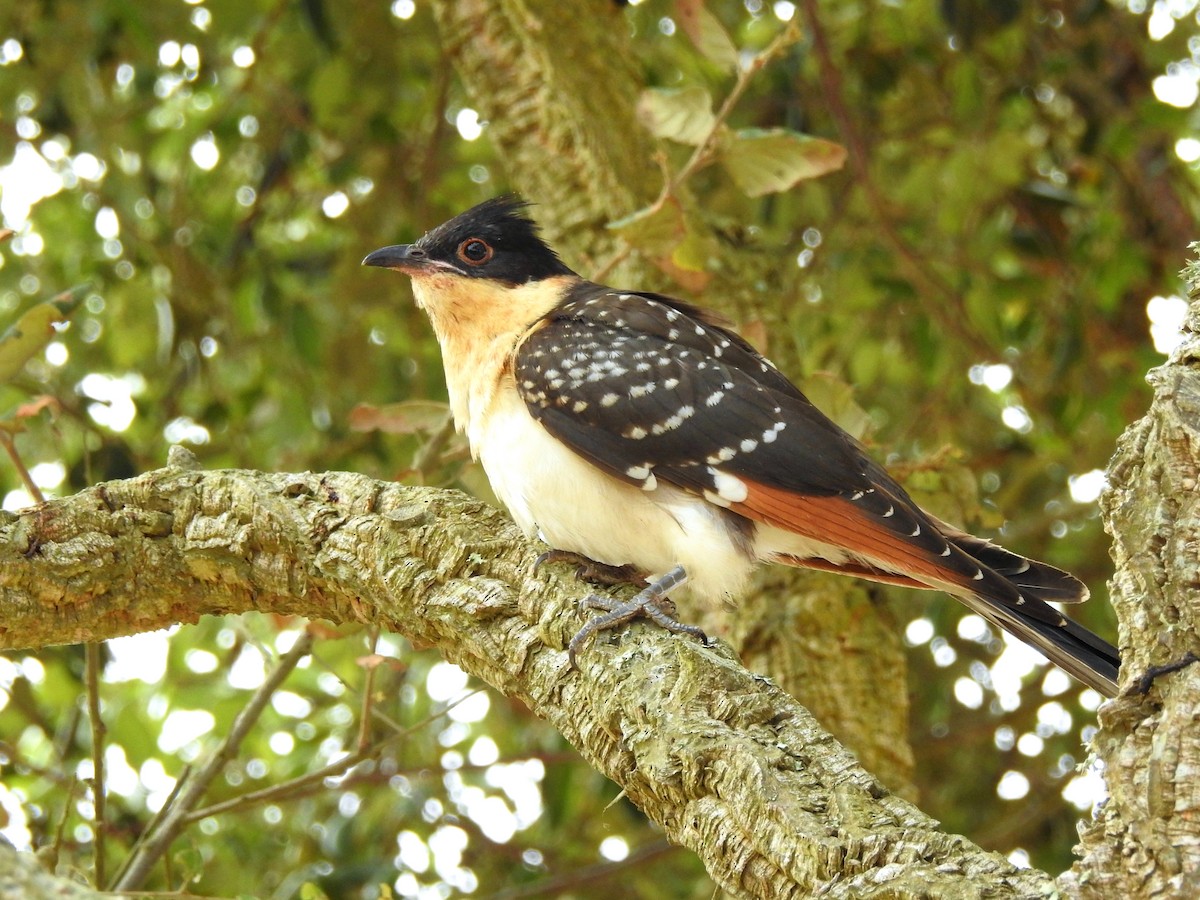 Great Spotted Cuckoo - ML50768941