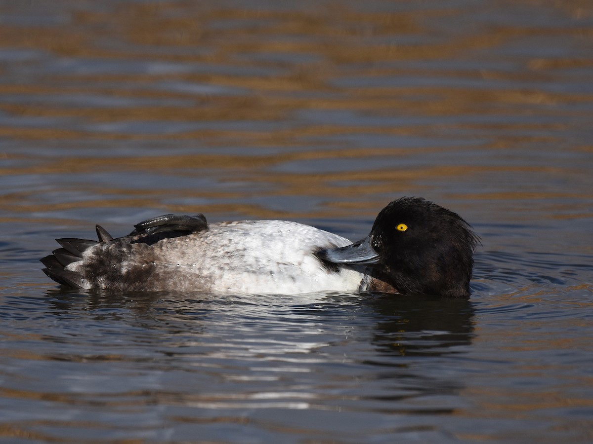Tufted Duck - ML507690071