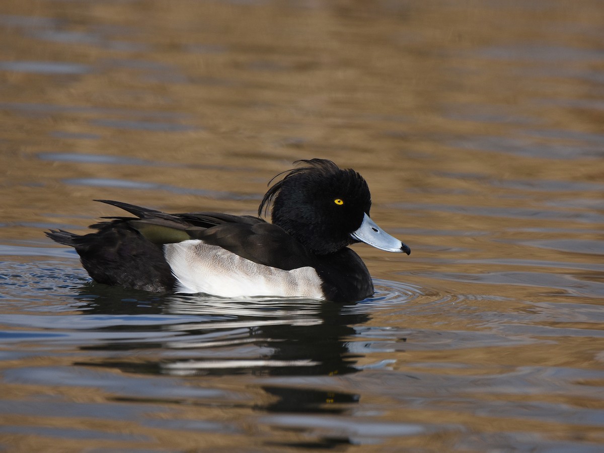 Tufted Duck - ML507690081