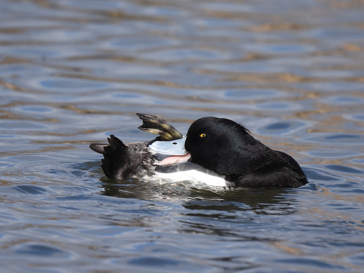 Tufted Duck - ML507690091