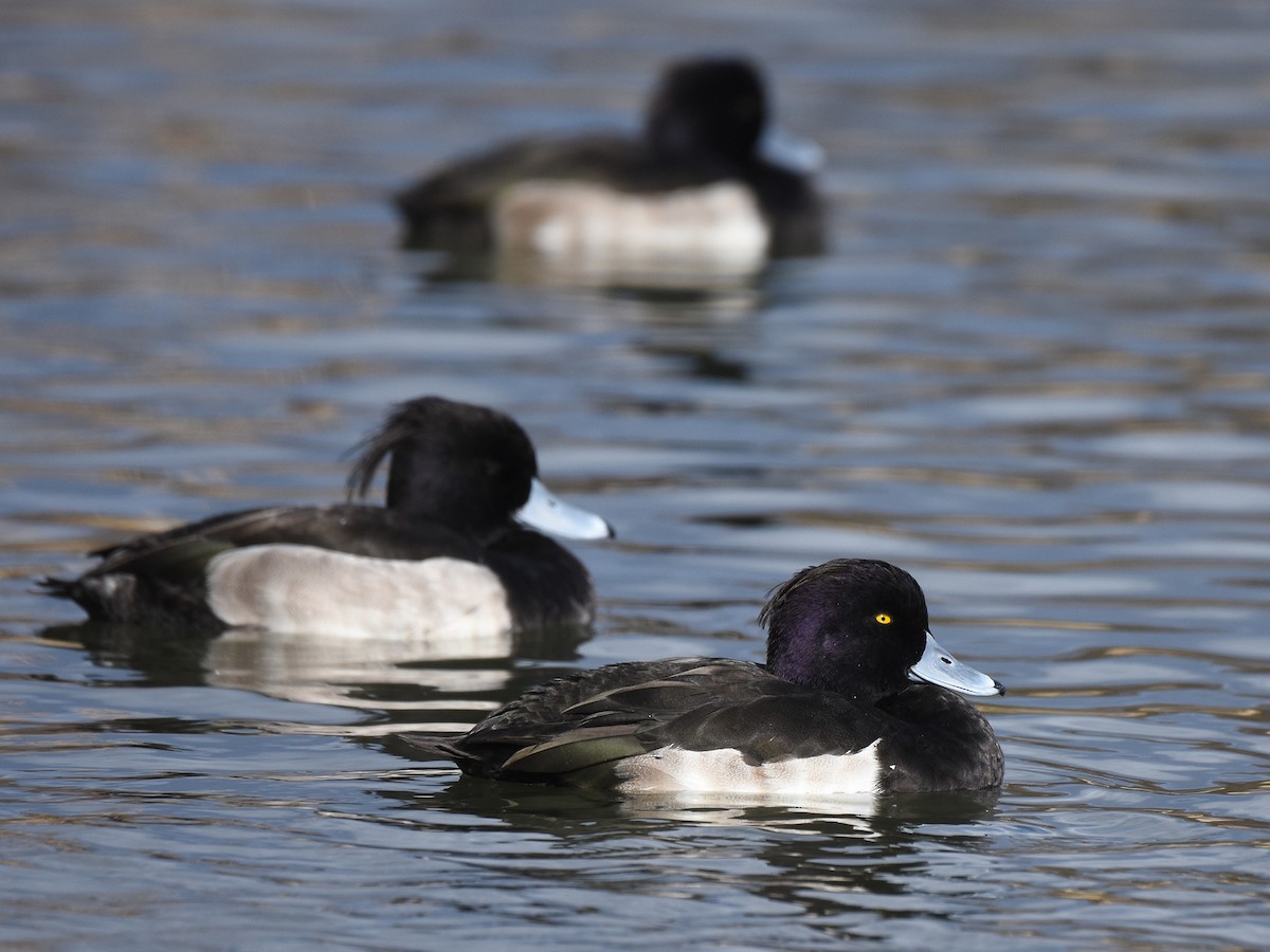 Tufted Duck - ML507690101