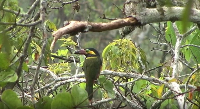 Golden-collared Toucanet (Red-billed) - ML507690881
