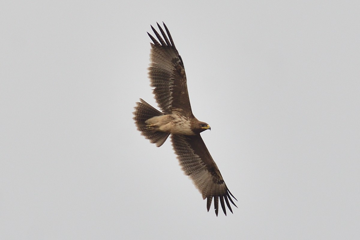 Indian Spotted Eagle - ML507698491