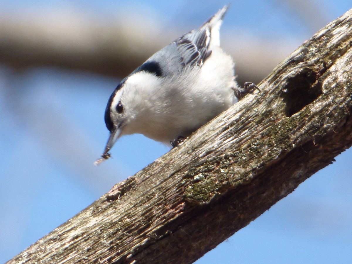 White-breasted Nuthatch - ML50769861