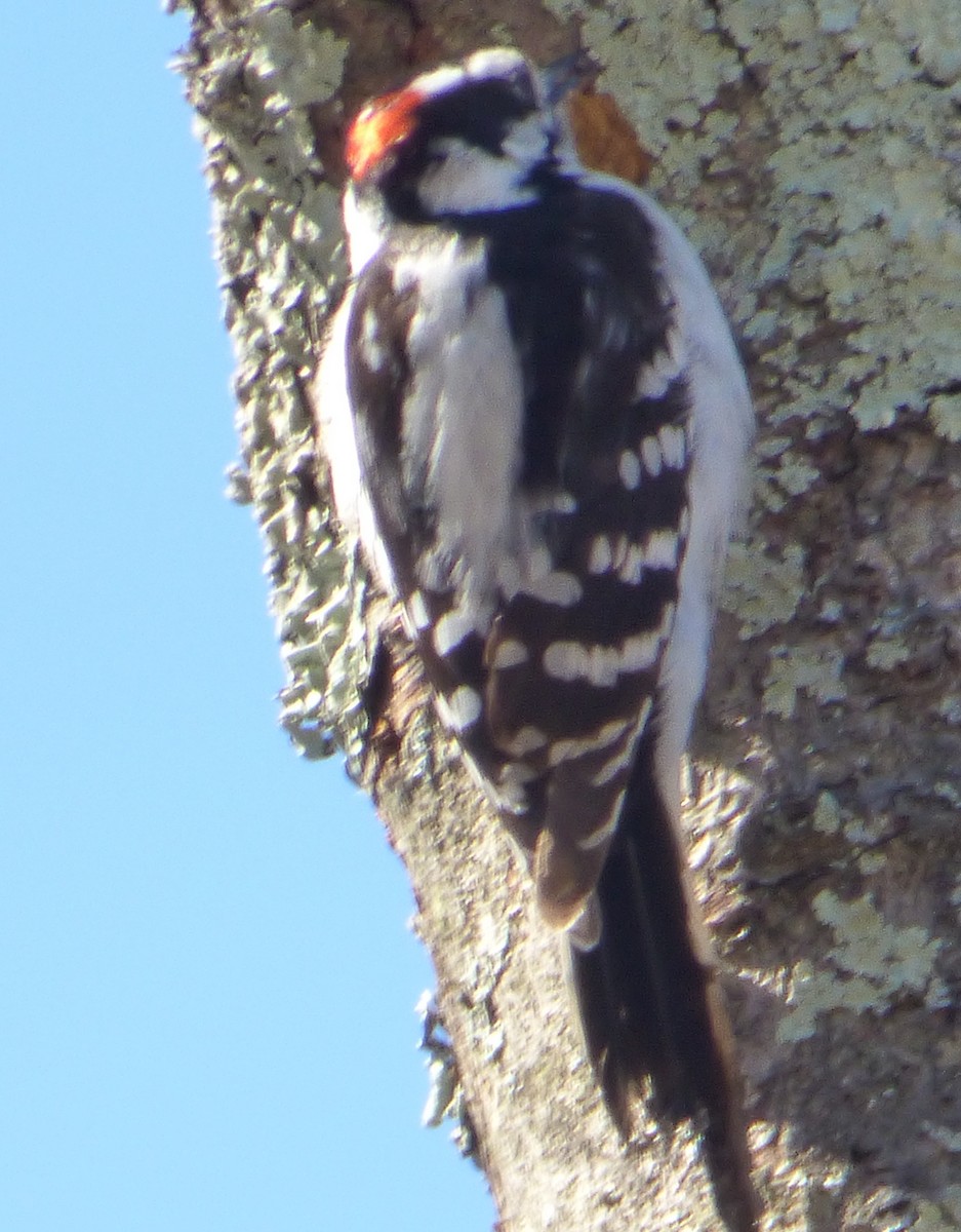 Hairy Woodpecker - ML50769871