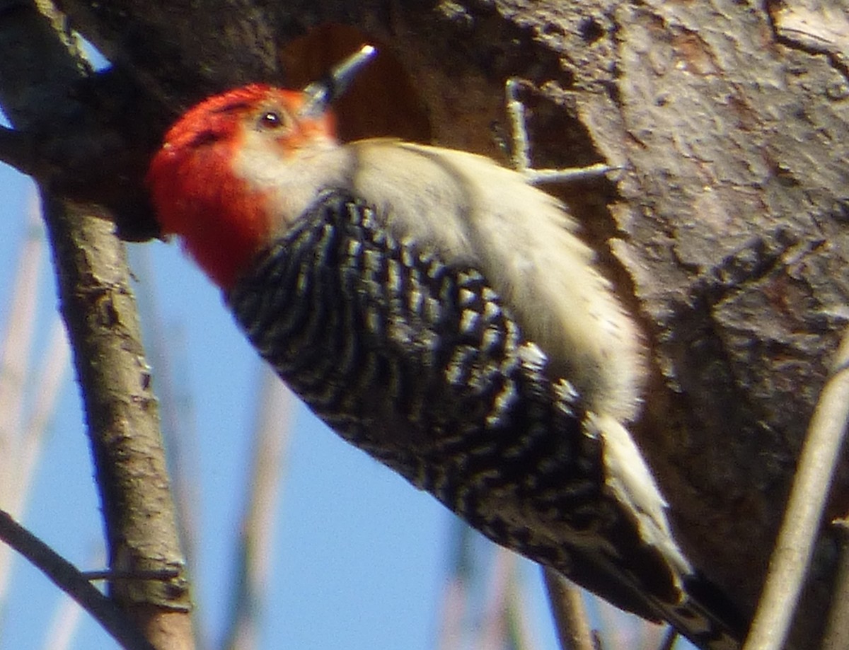 Red-bellied Woodpecker - ML50769901