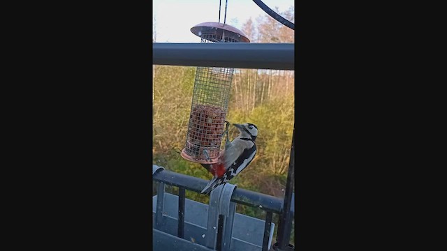 Great Spotted Woodpecker - ML507701141