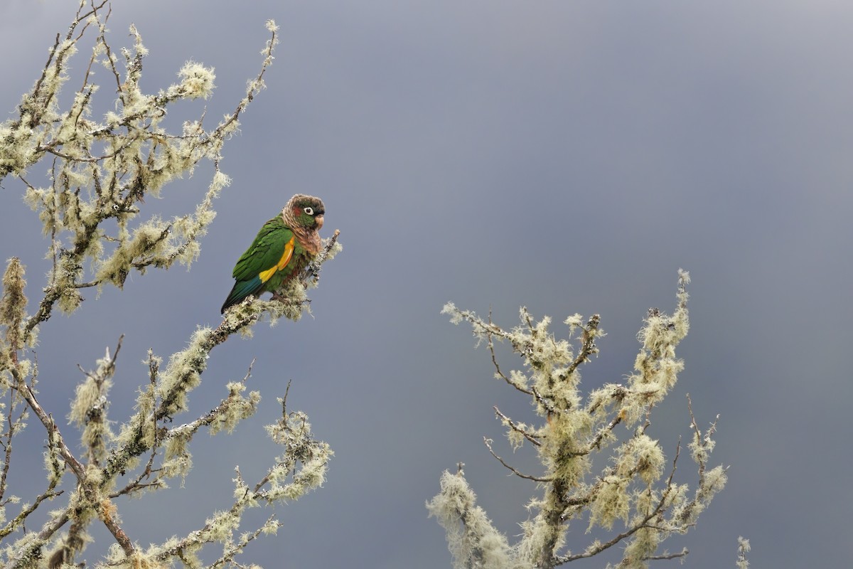 Brown-breasted Parakeet - Marco Valentini