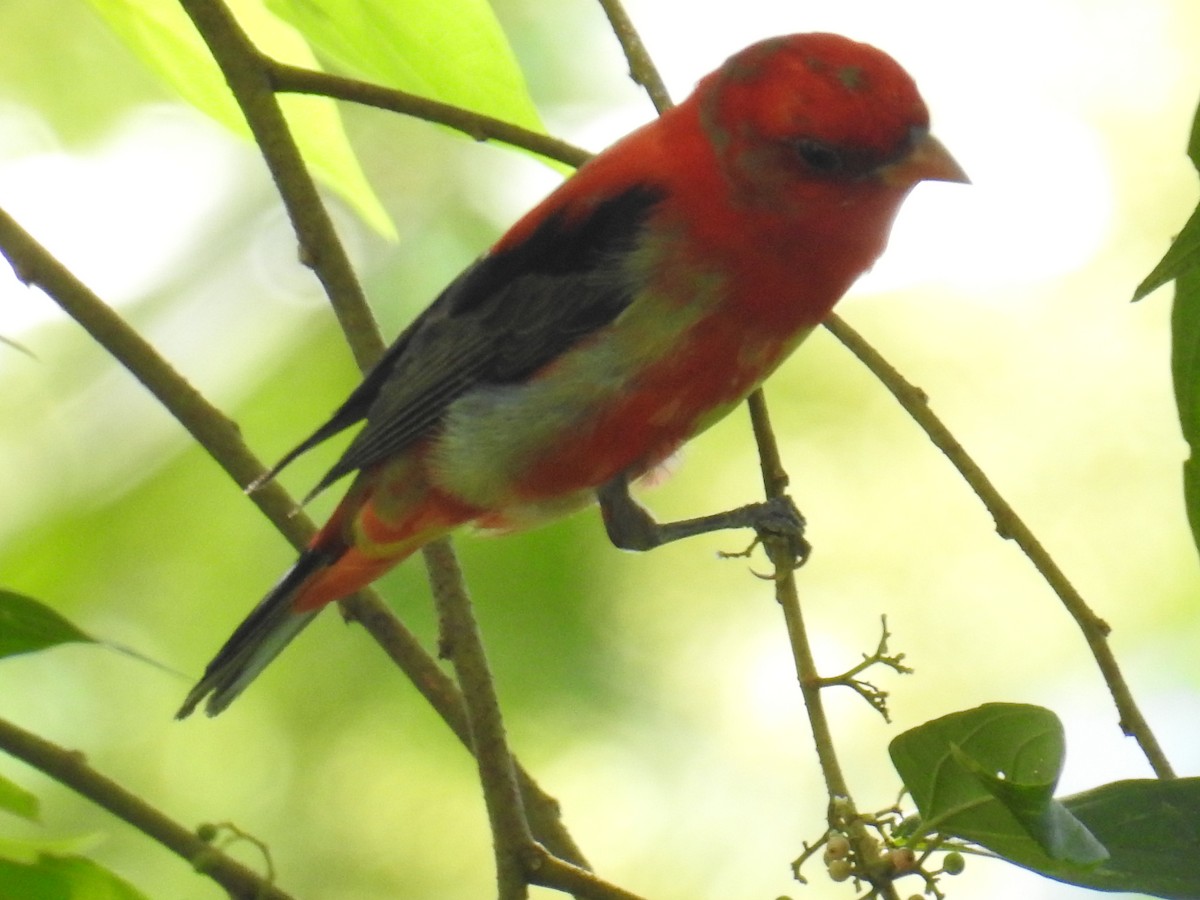 Scarlet Tanager - ML50770301