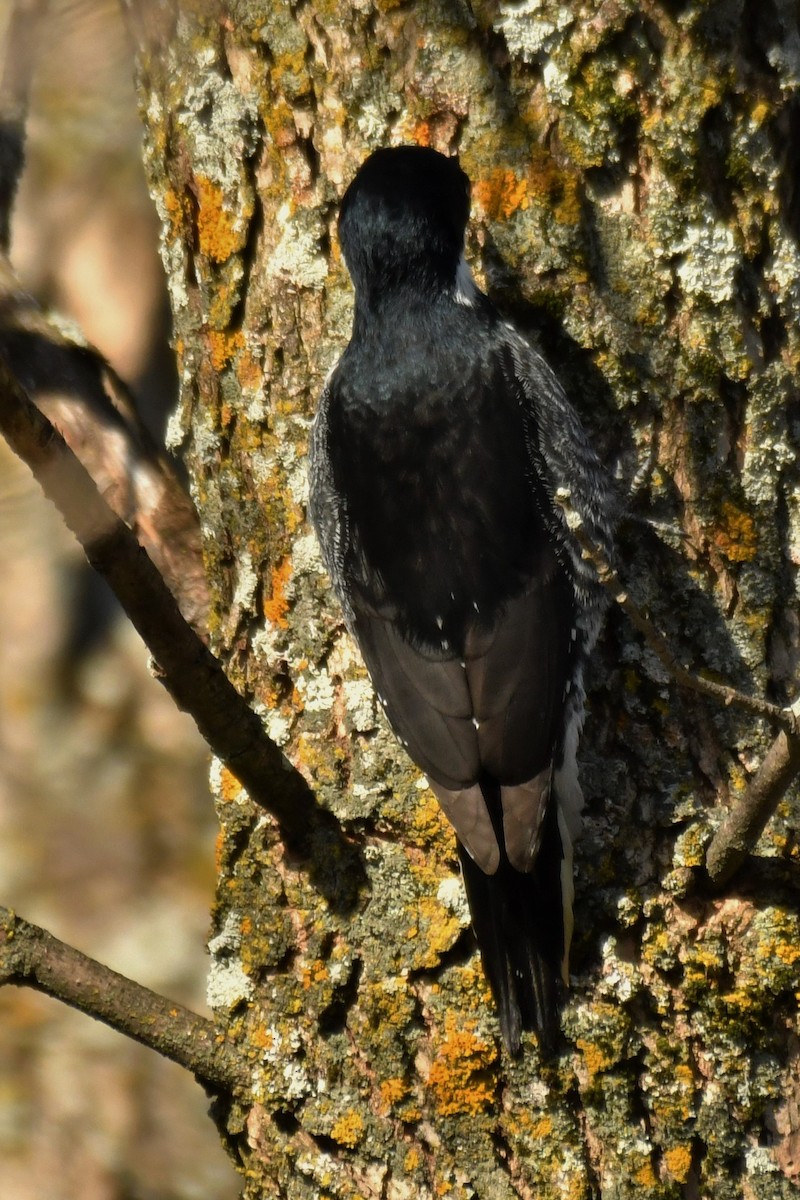 eBird Checklist 26 Nov 2022 PN du CapStJacques 23 species