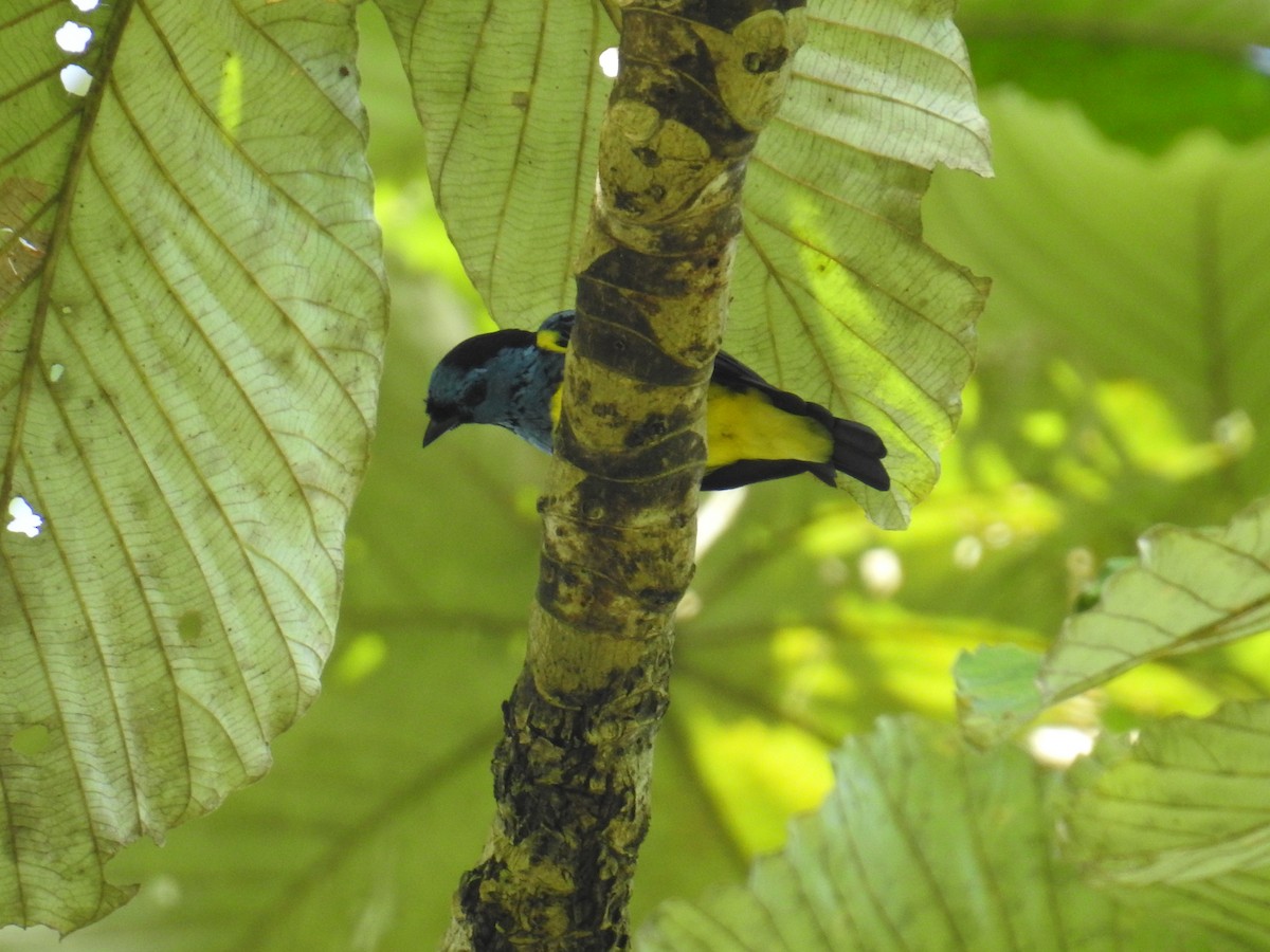 Turquoise Tanager - ML50770321