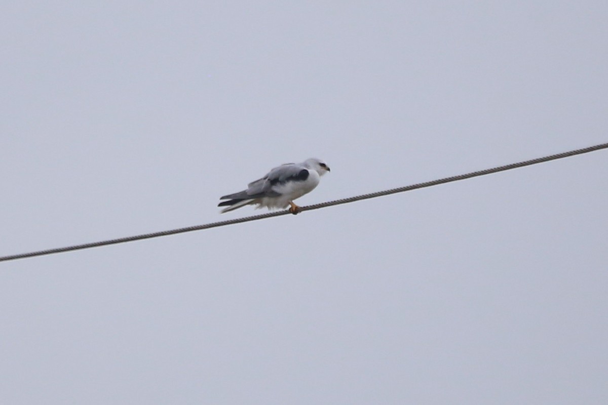 White-tailed Kite - ML507704991