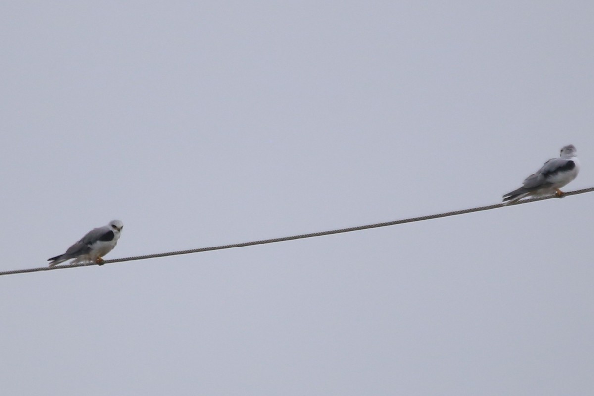 White-tailed Kite - ML507705031