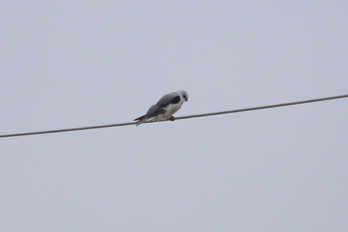White-tailed Kite - ML507705041