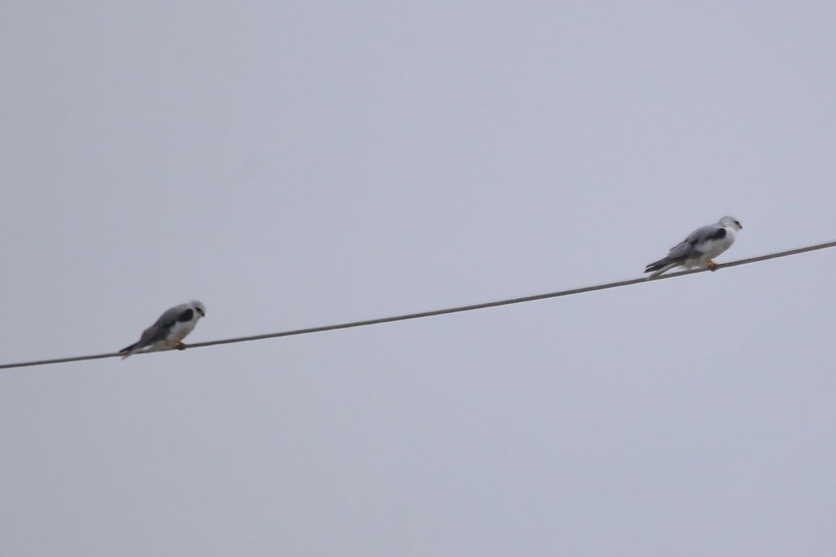 White-tailed Kite - ML507705061