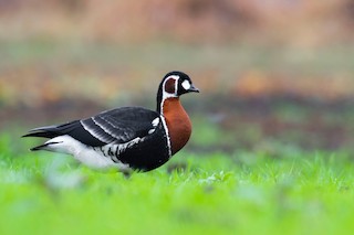 Red-breasted Goose, ML507706011