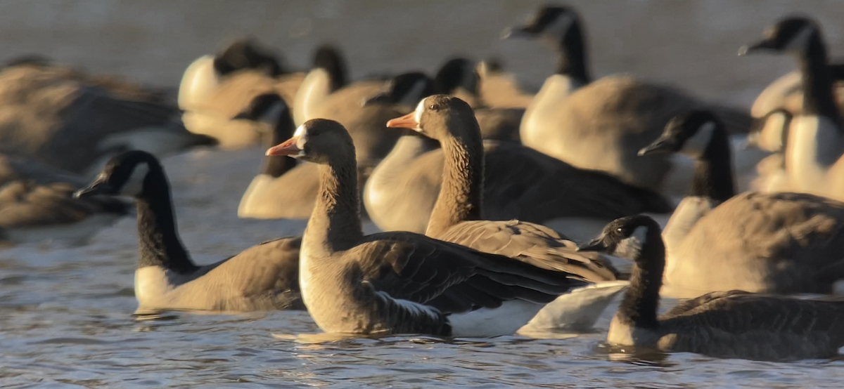 Greater White-fronted Goose - Joel Strong