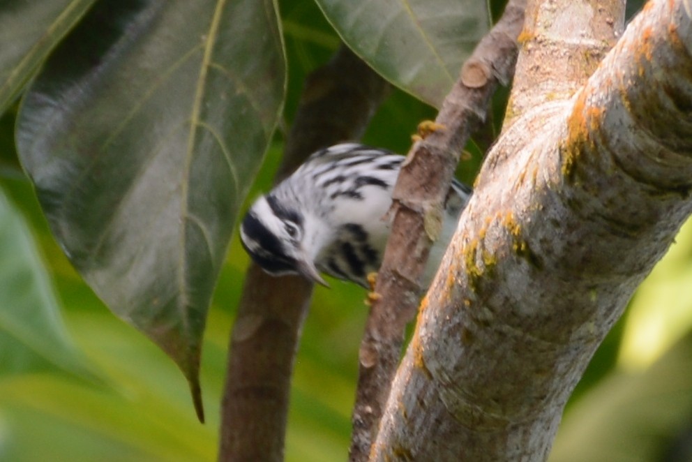 Black-and-white Warbler - ML507710231