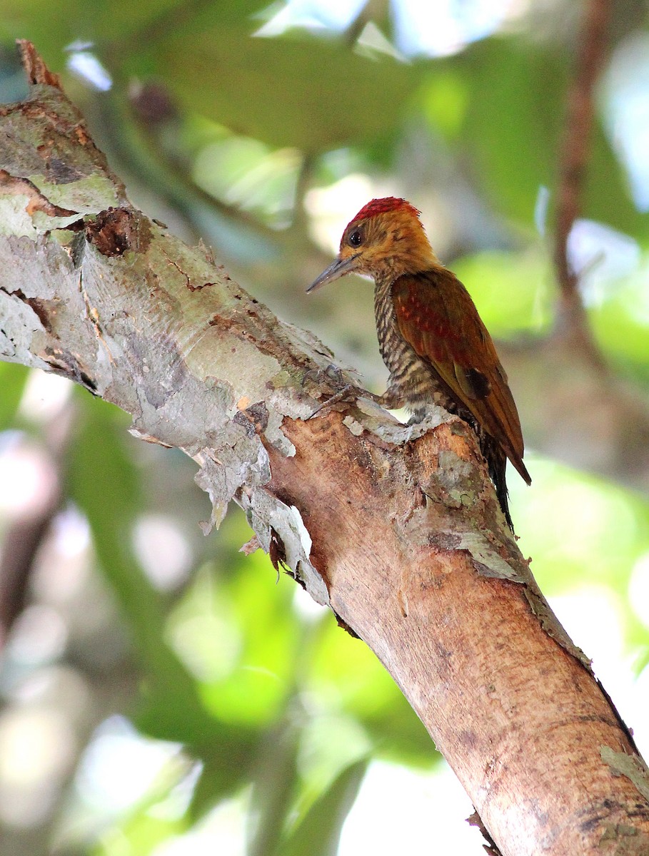 Red-stained Woodpecker - ML50771221