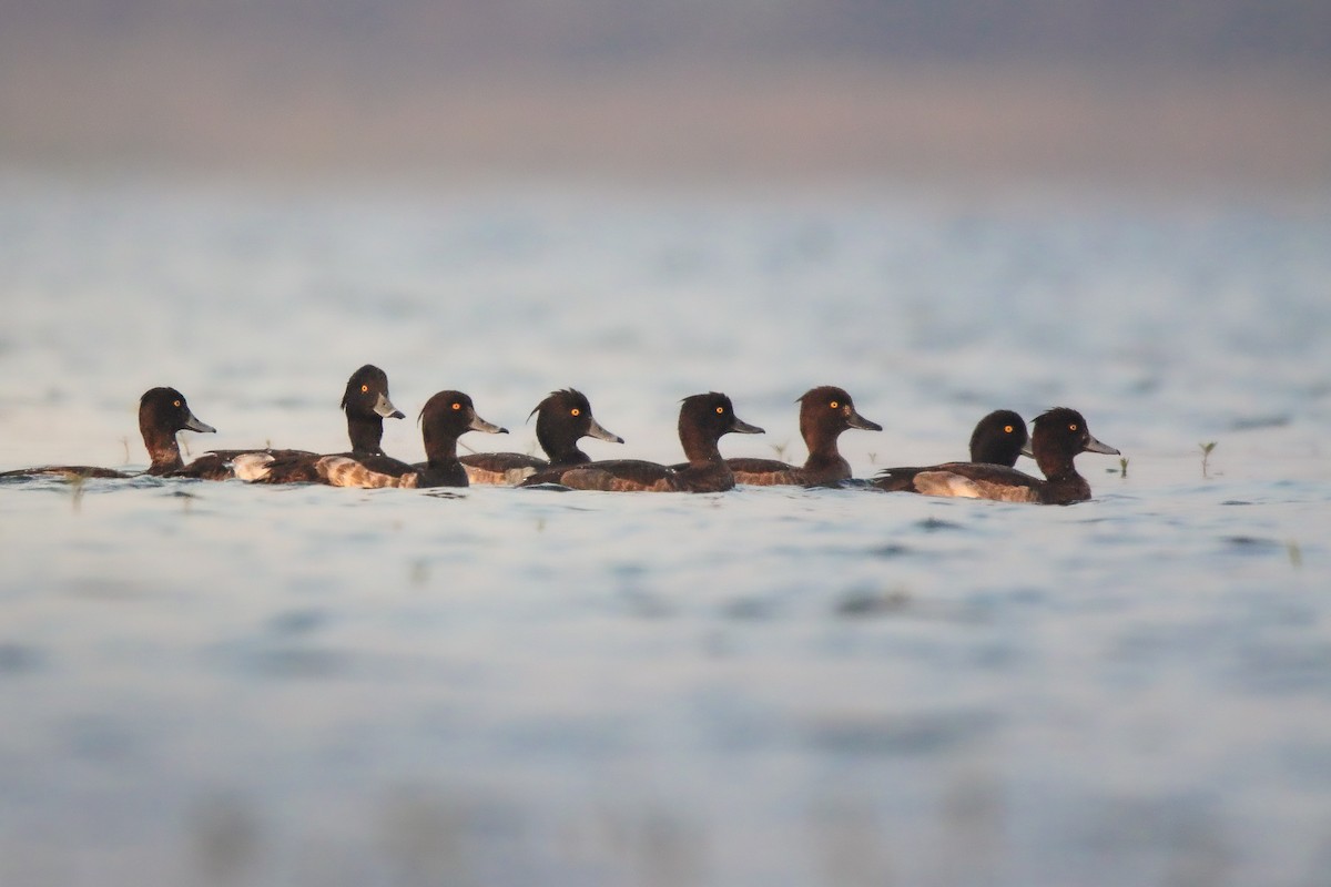 Tufted Duck - ML507713341