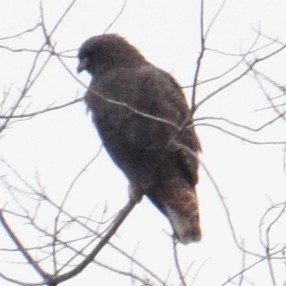 Red-tailed Hawk (calurus/alascensis) - ML507715021