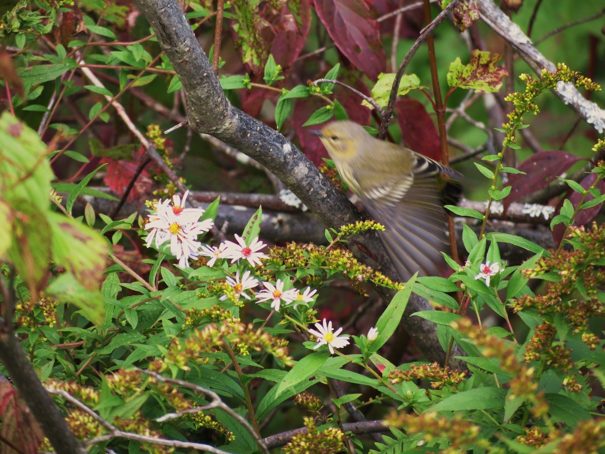 Cape May Warbler - ML507716421