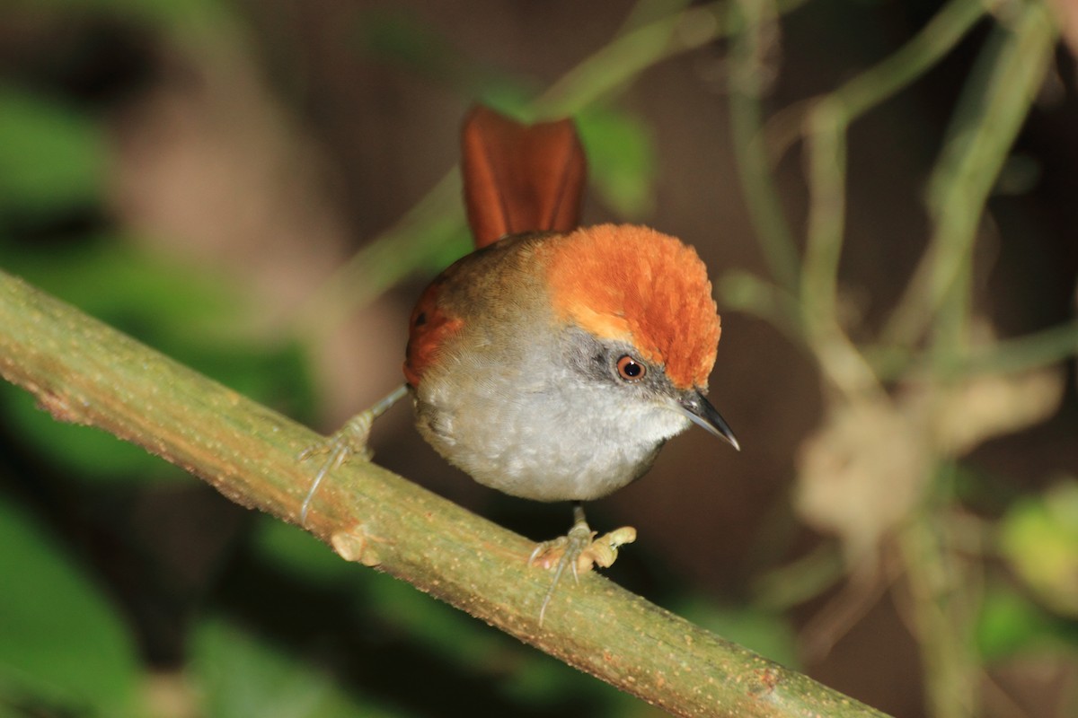 Rufous-capped Spinetail - ML507716521