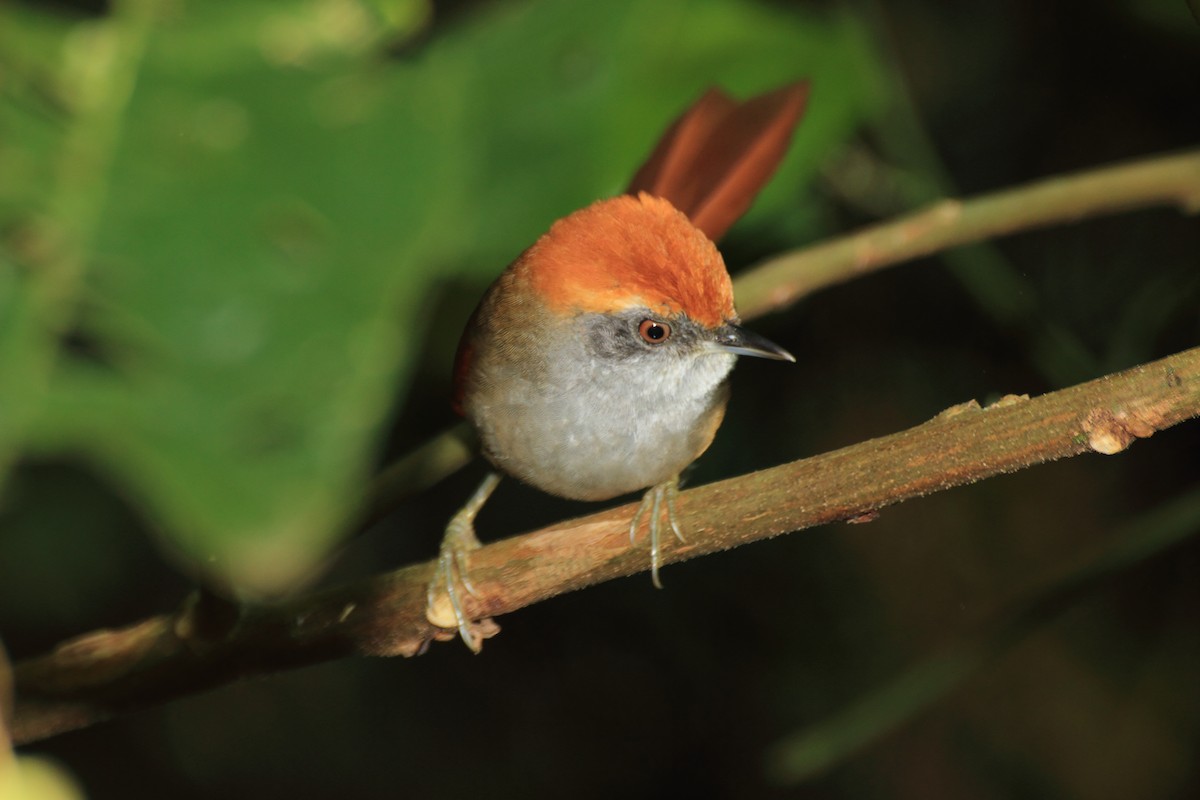 Rufous-capped Spinetail - Tomaz Melo